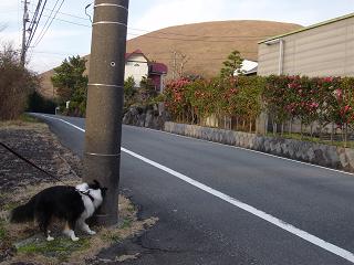 sr15.JPG