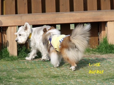 0318dogrun5.jpg