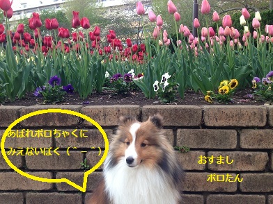 0411tulip.jpg