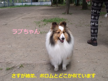 0510dogrun1.jpg