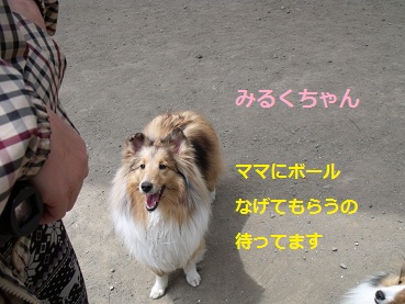 0510dogrun2.jpg