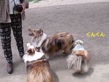 0510dogrun3.jpg