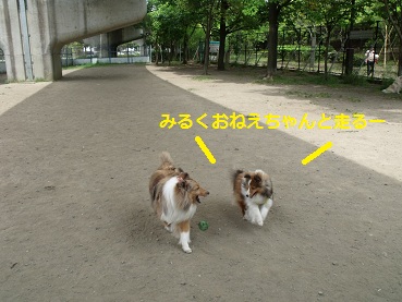 0510dogrun7.jpg