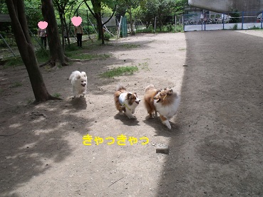 0510dogrun8.jpg