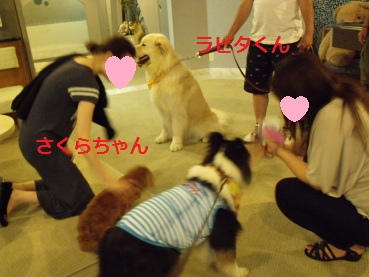 5rapitasakura.jpg