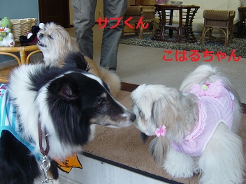 5sabukoharu.jpg
