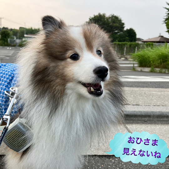 IMG_0004.jpeg