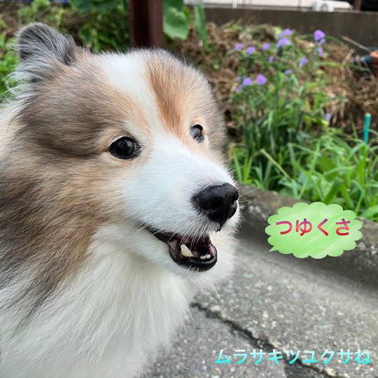 IMG_0005.jpeg