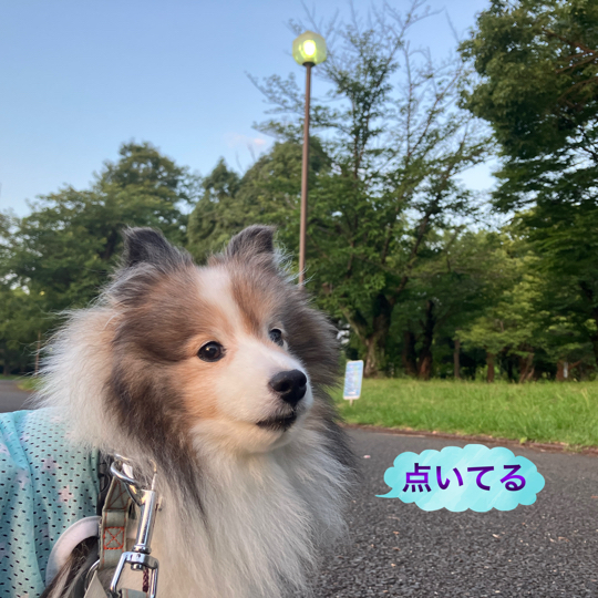 IMG_0203.jpeg