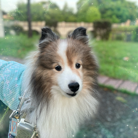 IMG_0210.jpeg