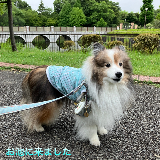 IMG_0240.jpeg