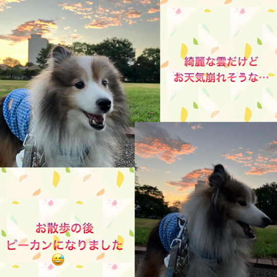 IMG_1447.jpeg
