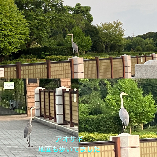 IMG_1487.jpeg
