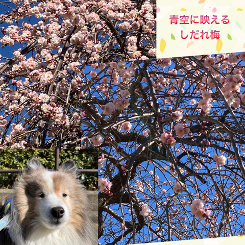 IMG_3061.jpeg