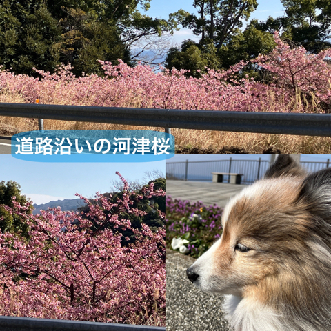 IMG_4054.jpeg