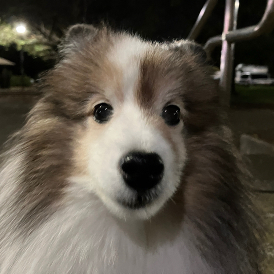IMG_4110.jpeg