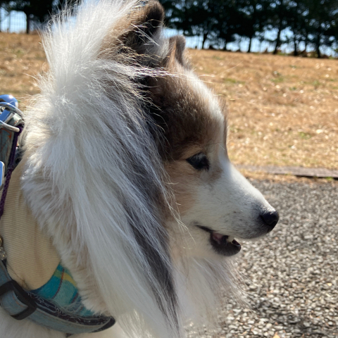 IMG_4600.jpeg