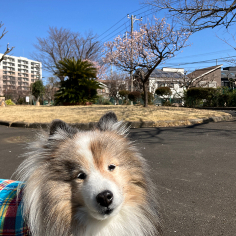 IMG_4603.jpeg