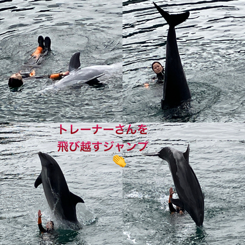 IMG_4956.jpeg