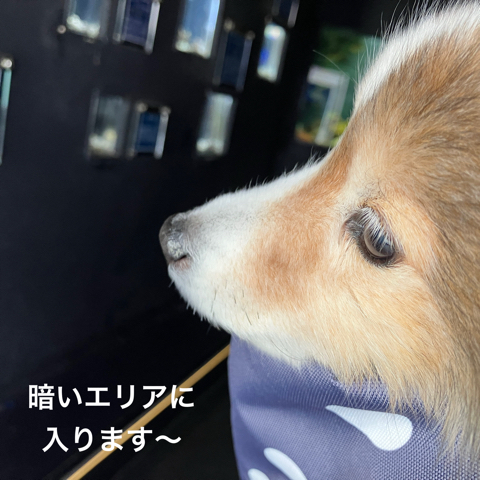 IMG_5182.jpeg