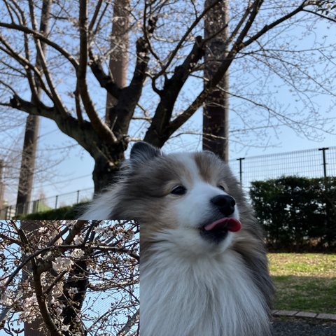 IMG_5424.jpeg
