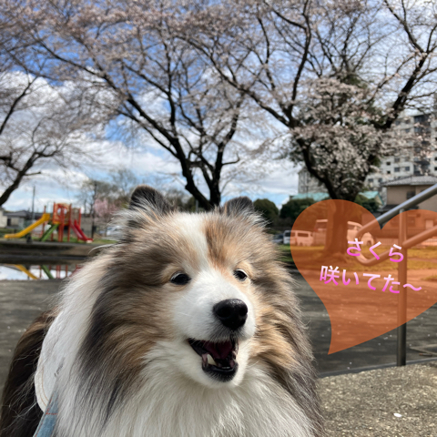 IMG_5487.jpeg
