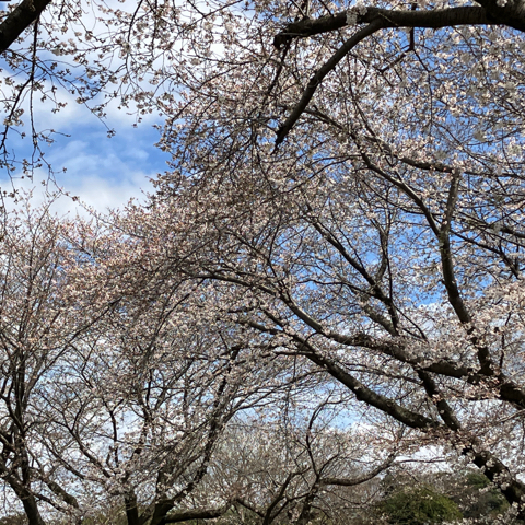 IMG_5489.jpeg