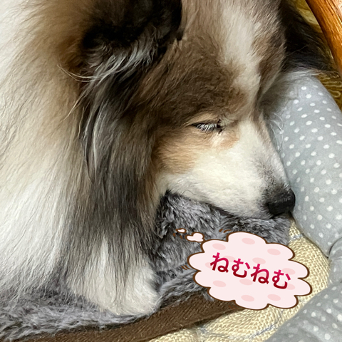 IMG_5537.jpeg