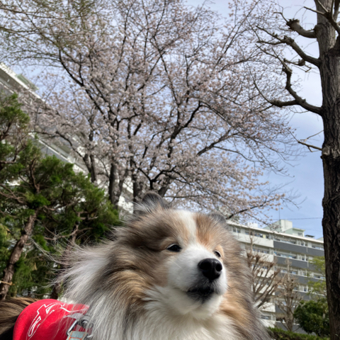 IMG_5782.jpeg