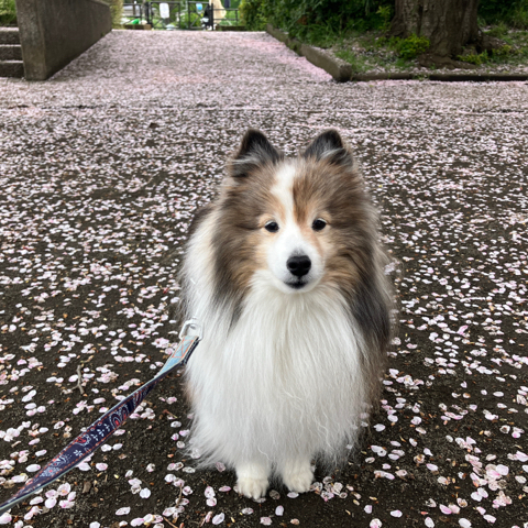 IMG_6050.jpeg