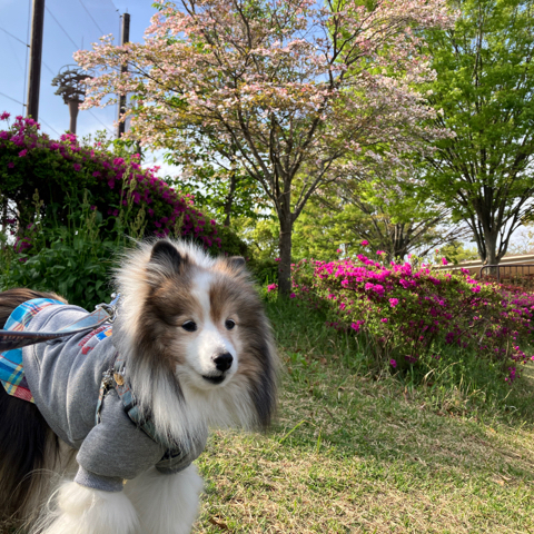 IMG_6243.jpeg