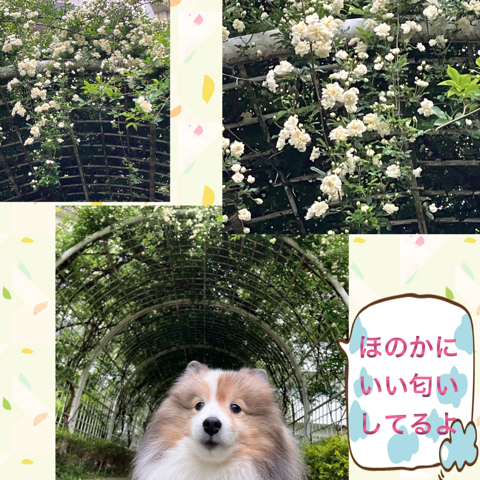 IMG_6509.jpeg