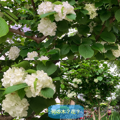 IMG_6550.jpeg