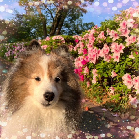 IMG_6620.jpeg