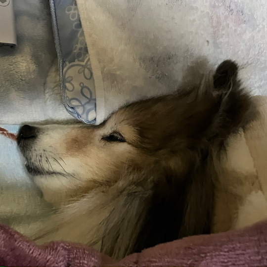 IMG_6621.jpeg