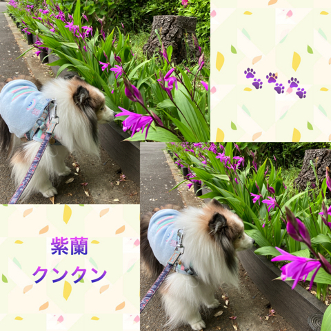 IMG_6651.jpeg