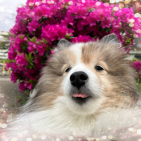 IMG_6662.png