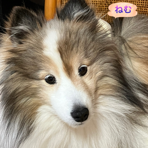 IMG_6852.jpeg