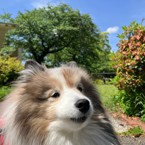 IMG_7118.jpeg
