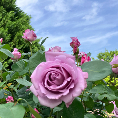 IMG_7152.jpeg