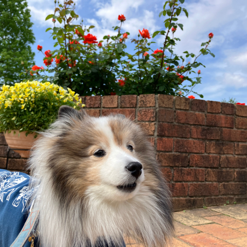 IMG_7156.jpeg