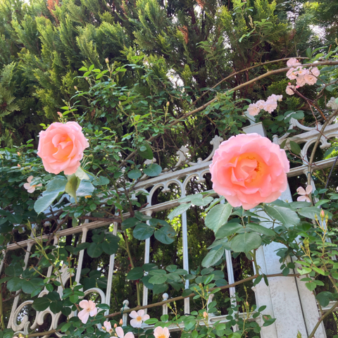 IMG_7337.jpeg