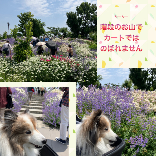 IMG_8432.jpeg