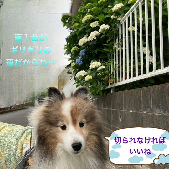 IMG_8778.png
