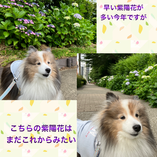 IMG_8842.jpeg