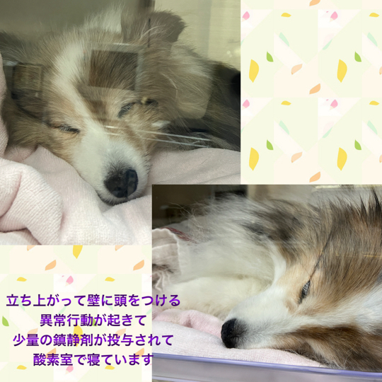 IMG_9186.jpeg