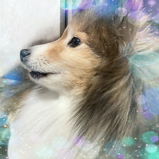 IMG_9593.jpeg