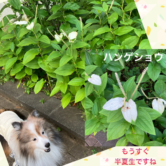 IMG_9753.jpeg