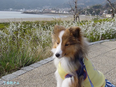 izu1p6.jpg