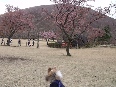 izu9p1.jpg